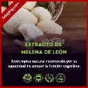 Melena de león 2.webp