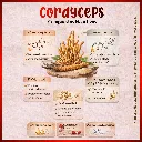 Cordyceps 7.webp